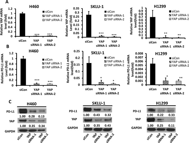 YAP and PD-L1 expression in H460, SKLU-1 and H1299 cell lines after knockdown of YAP.