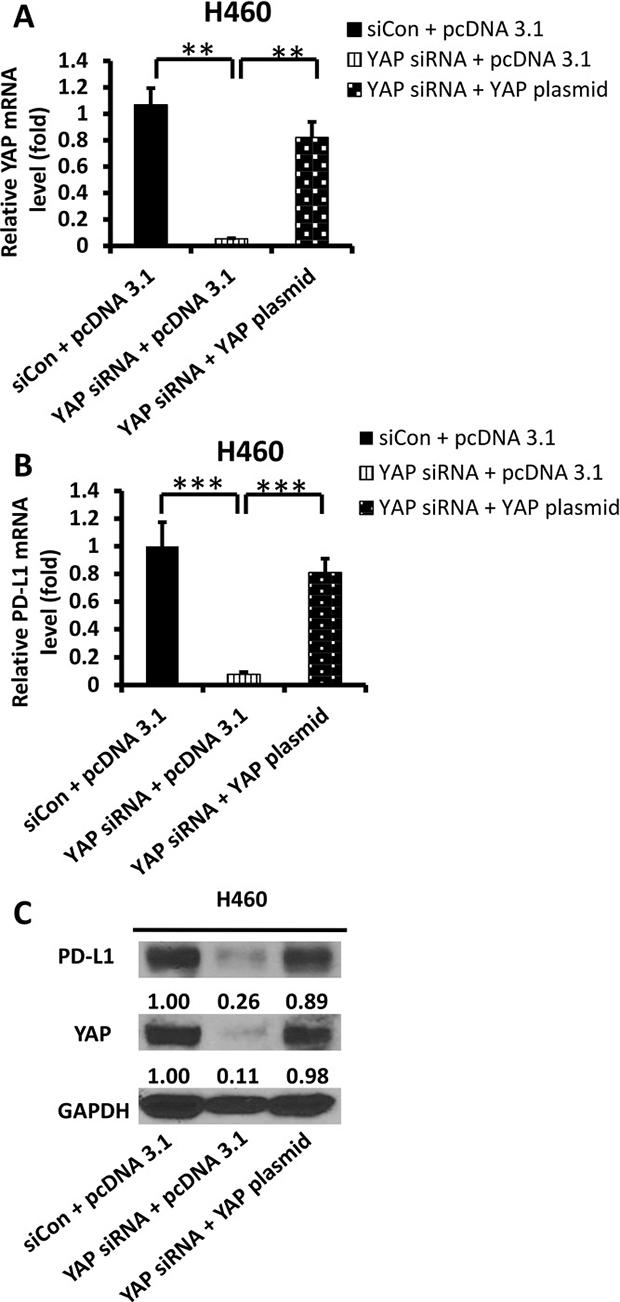 Expression of PD-L1 and YAP after YAP forced over-expression in siRNA-YAP H460 cells.