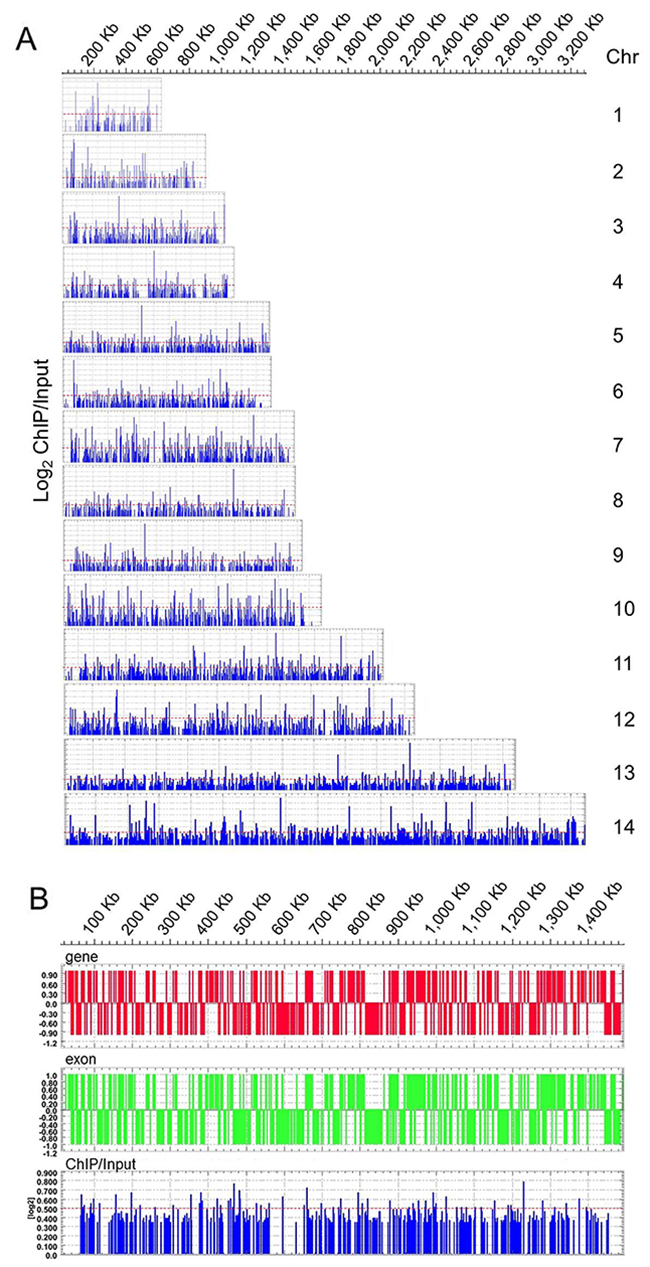 Genome-wide PfNF-YB occupancy by high-density ChIP-on-chip assay.