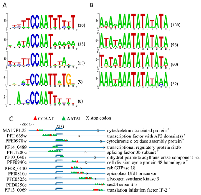 Identification of CCAAT and AATAT motifs bound by PfNF-YB transcription factor.