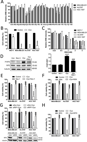 Cystine starvation induces necroptosis and ferroptosis in TNBC cells.