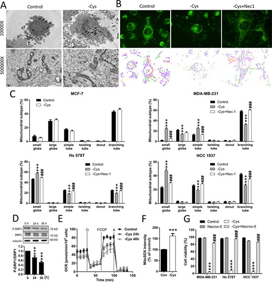 Cystine starvation induces mitochondrial fragmentation, dysfunction, and ROS production.