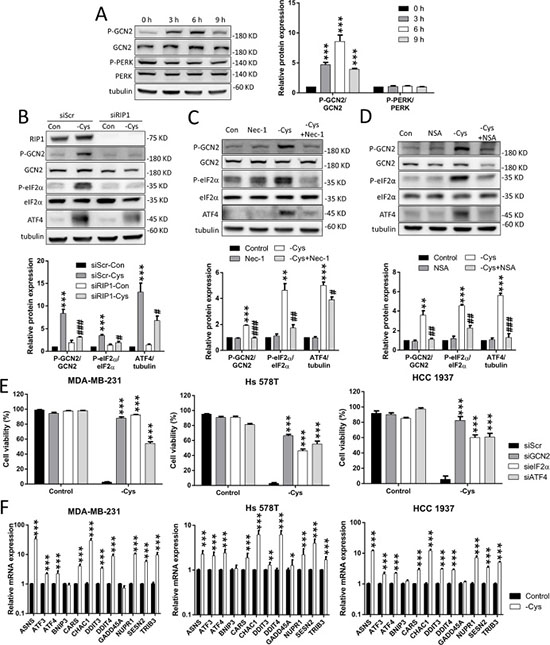 The GCN2-eIF2&#x03B1;-ATF4 pathway is involved in cystine-starvation-induced cell death.