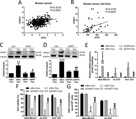 Cystine starvation induces CHAC1 expression and GSH degradation.