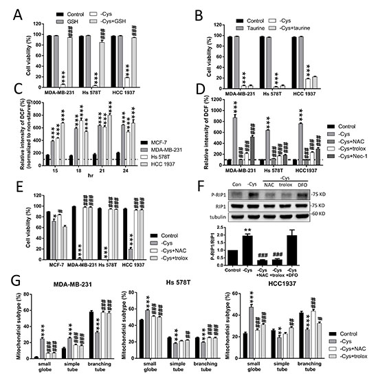 High levels of ROS contribute to cystine-starvation-induced cell death.