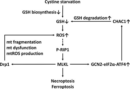 A scheme of the mechanism of CHAC1 degradation of glutathione enhancing cystine-starvation-induced necroptosis and ferroptosis in human triple negative breast cancer cells via the GCN2-eIF2&#x03B1;-ATF4 pathway.