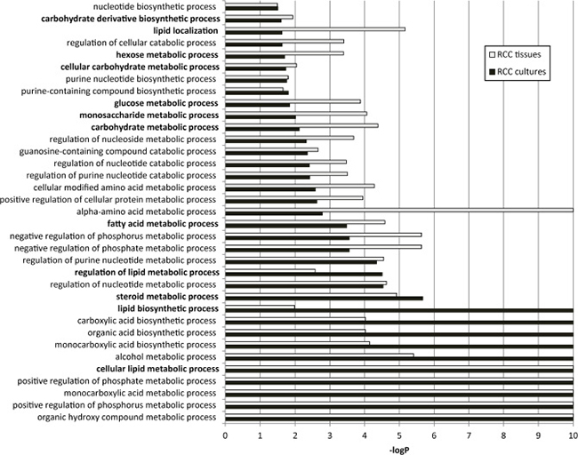 Enrichment for GO biological processes related to metabolism in ccRCC primary cultures and tissues.