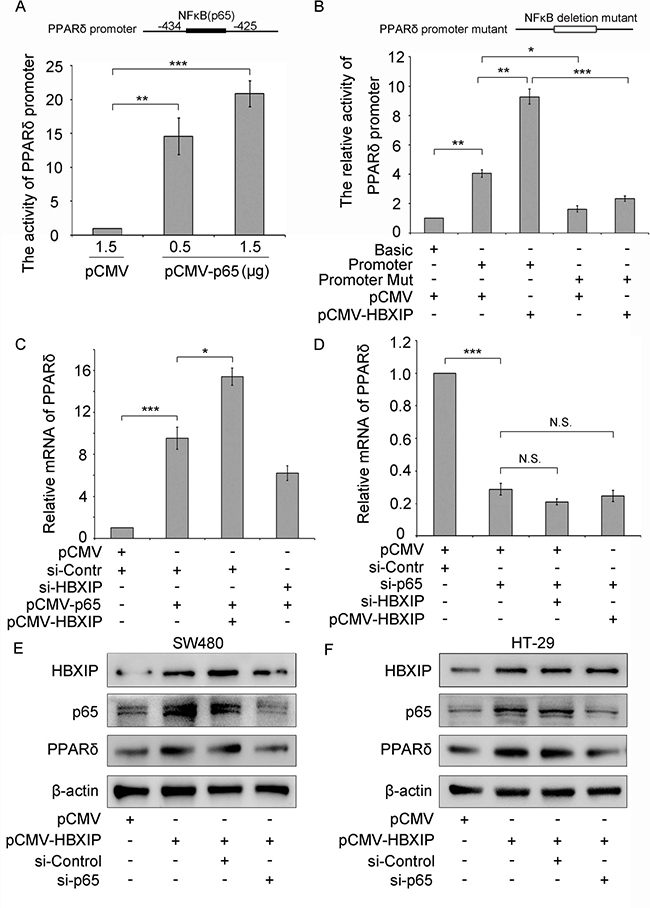 NF-&#x03BA;B is required for PPAR&#x03B4; transcription activation.