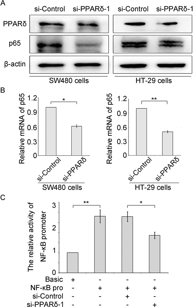 PPAR&#x03B4; enhances the expression of NF-&#x03BA;B via activating its transcription activity.