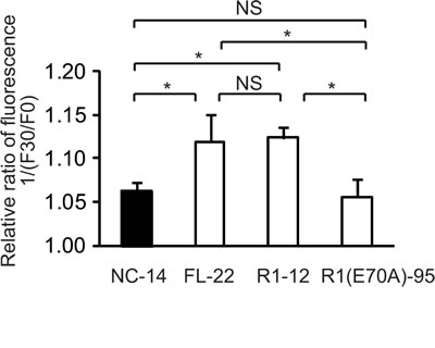 Fig.6: The increase of intracellular chloride concentration is related to cisplatin resistance.