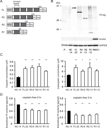 Fig.3: Annexin repeat domain is required for the platinum drug resistance.