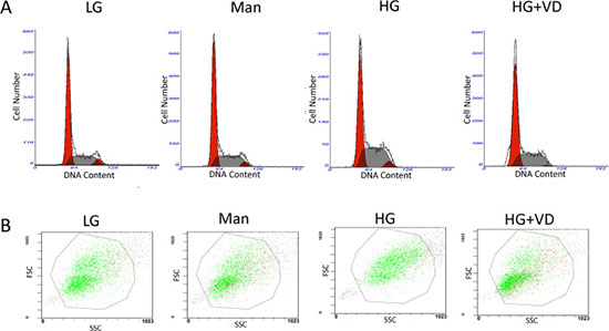 1,25(OH)2D3 regulates the cell-cycle distribution and cell size of RMCs treated with high glucose.