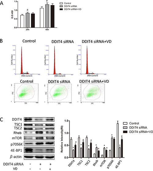 siRNA knockdown of the DDIT4 antiproliferative responses to 1,25(OH)2 D3.
