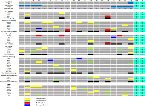 Common genetic alterations by signalling pathways in the series of 20 ASCCs.