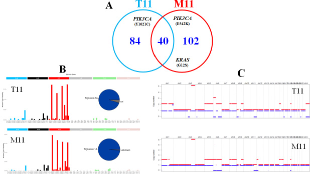 DNA alterations in one primary tumour (T11) and its matched metastasis (M11).