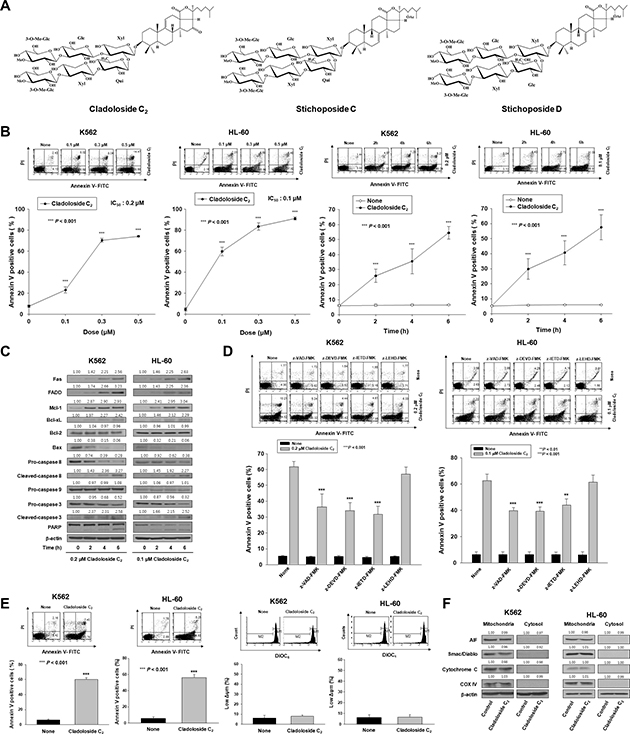 Cladoloside C2 induces apoptosis through extrinsic pathway activation in human leukemic cells.