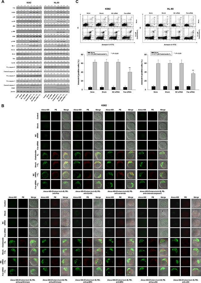 Fas knockdown inhibits cladoloside C2-induced apoptosis in K562 and HL-60 cells.