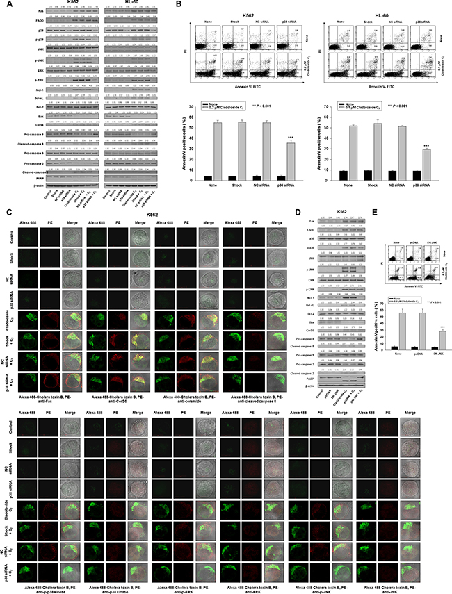 p38 kinase knockdown and DN-JNK transfection inhibit cladoloside C2-induced apoptosis in K562 and HL-60 cells.
