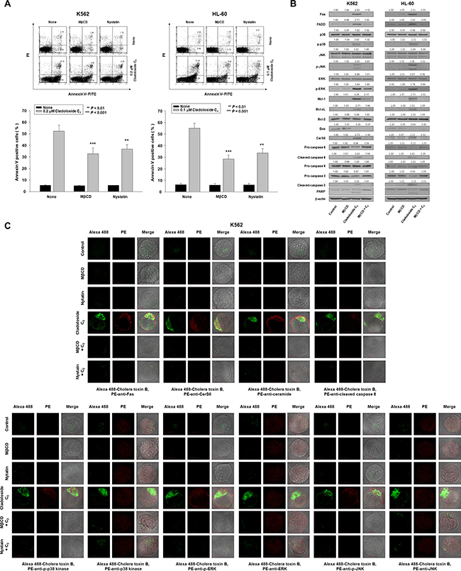 Clustering of Fas and its downstream molecules in lipid rafts during cladoloside C2-induced apoptosis of K562 and HL-60 cells.