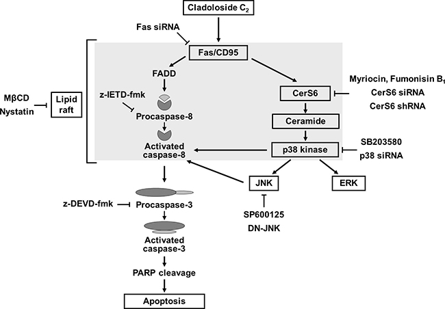 Hypothetical molecular mechanisms of cladoloside C