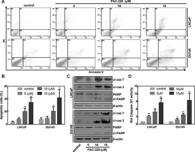 Antiproliferative effect of PAC-320 on prostate cancer cells involves apoptotic cell death.