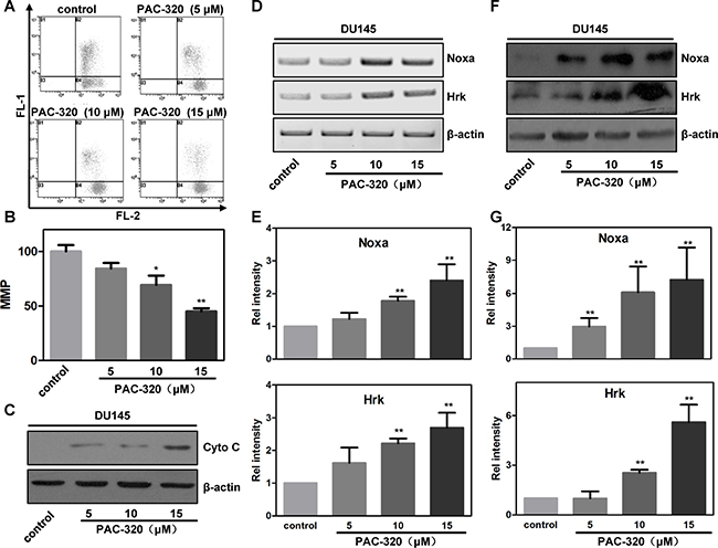 PAC-320 induces mitochondria mediated apoptosis in prostate cancer DU145 cells.