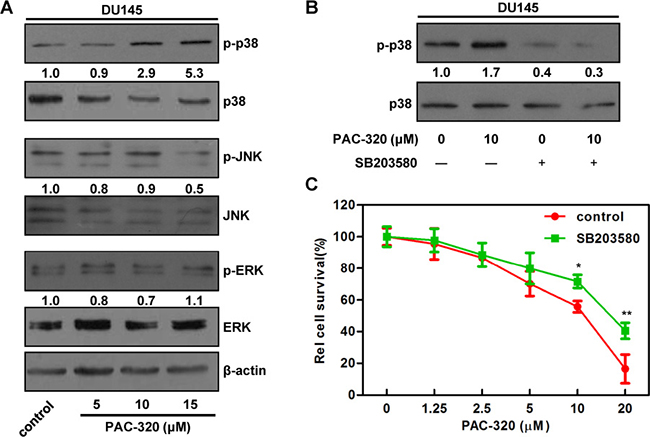 p38 MAPK signaling is involved in PAC-320 induced cell growth inhibition in DU145 cells.