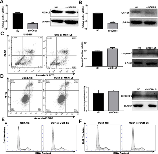 Knockdown of UCH-L5 expression has no effect on apoptosis and cell cycle distribution in human glioma cells.