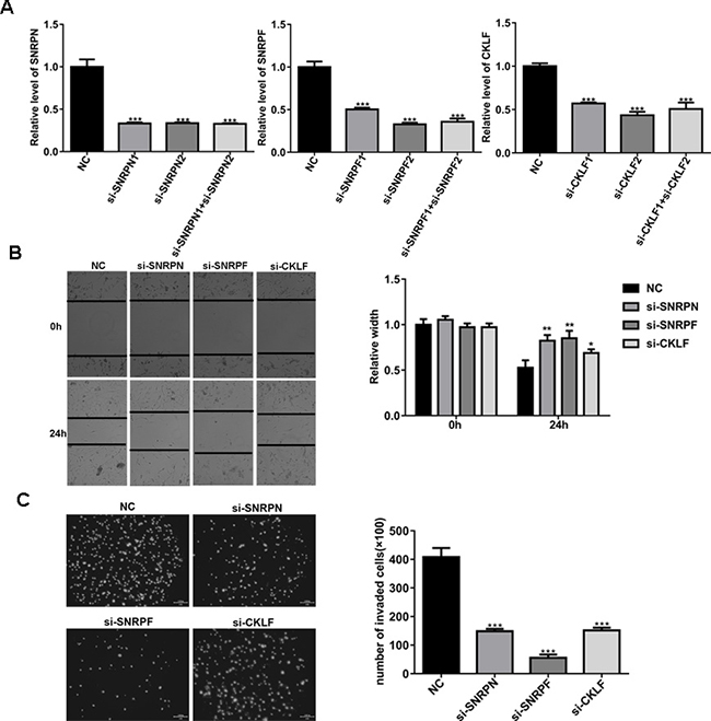 Knockdown of SNRPN, SNRPF or CKLF expression inhibits migration and invasion of U87MG cells.