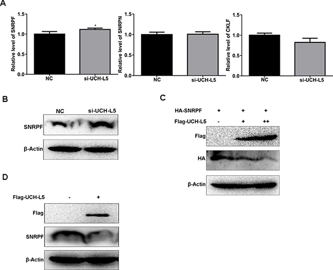 UCH-L5 downregulates SNRPF expression.