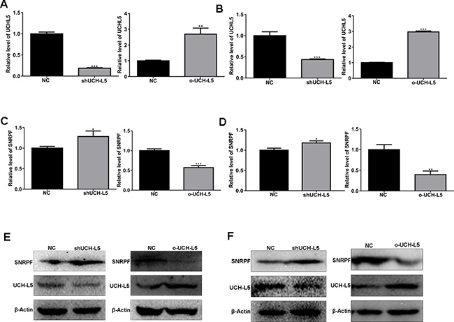 UCH-L5 downregulates mRNA and protein level of SNRPF in U87MG cells with stable UCH-L5 knockdown and stable UCH-L5 overexpressing by lentivirus.