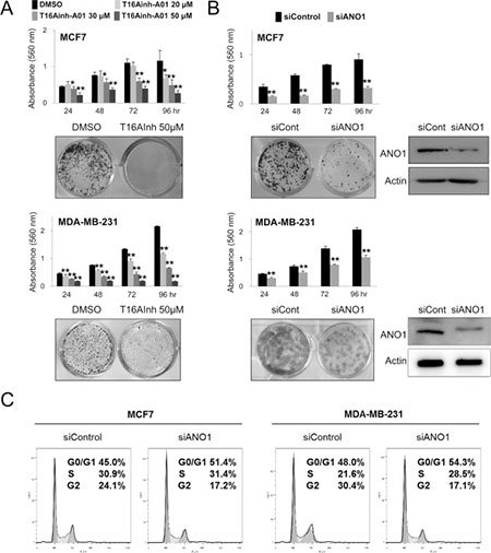 Inhibition of ANO1 decreases the proliferation of breast cancer cells.