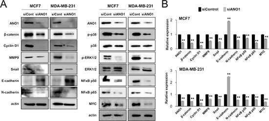 The expression of ANO1 is associated with the expression of signaling molecules associated with the proliferation and invasiveness of breast cancer cells.