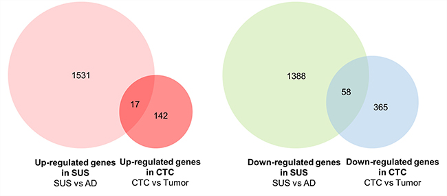 Venn diagram showing comparison of up- and down-regulated genes between MDA-MB-468 suspension cells and CTCs vs primary breast tumors.