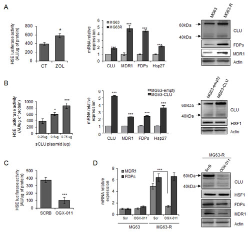 Clusterin protects tumor cells from ZOL-induced effects via a regulation of HSF1 activity and MDR1 expression.