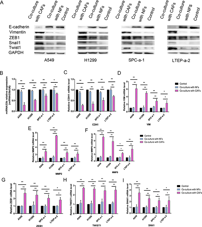 CAFs induced miR-33b downregulation and promoted the EMT phenotype in lung cancer cells.