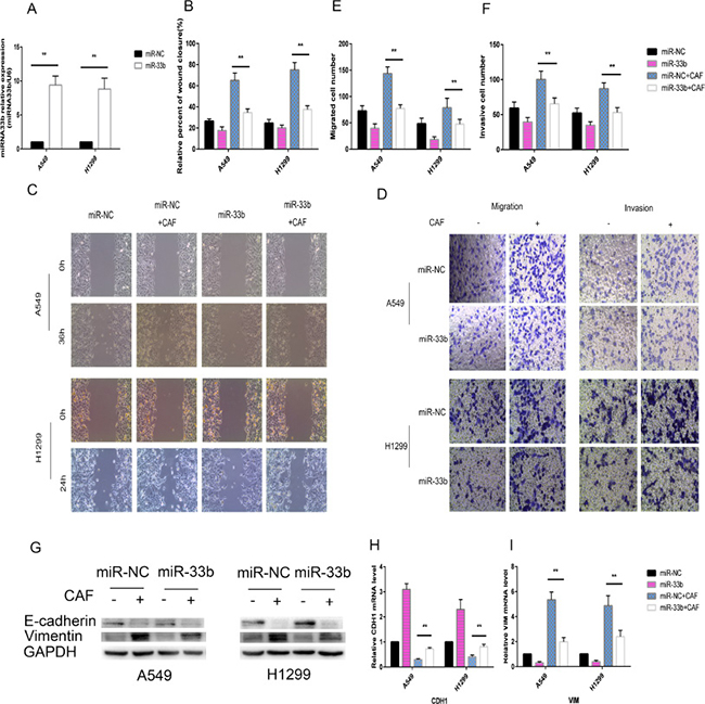 miR-33b prevented CAF-induced lung cancer cell EMT.