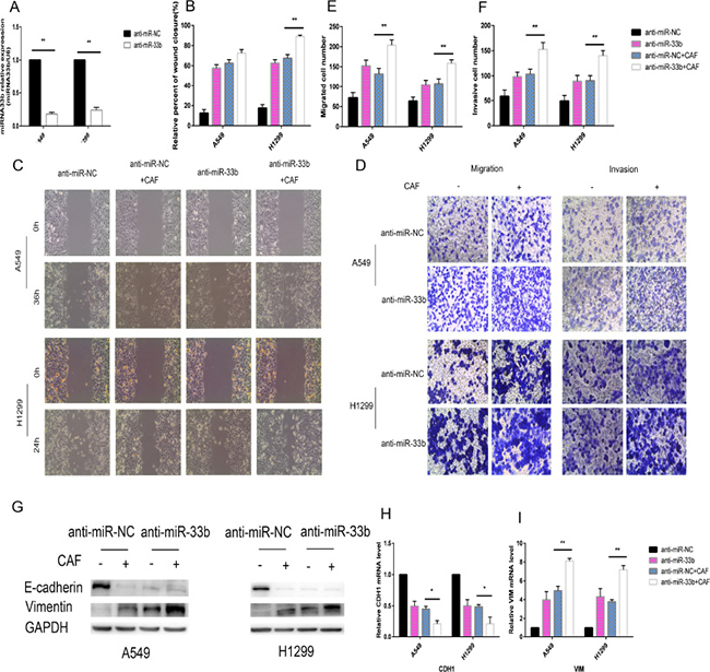 Knockdown of miR-33b promotes CAF-induced EMT of lung cancer cells.