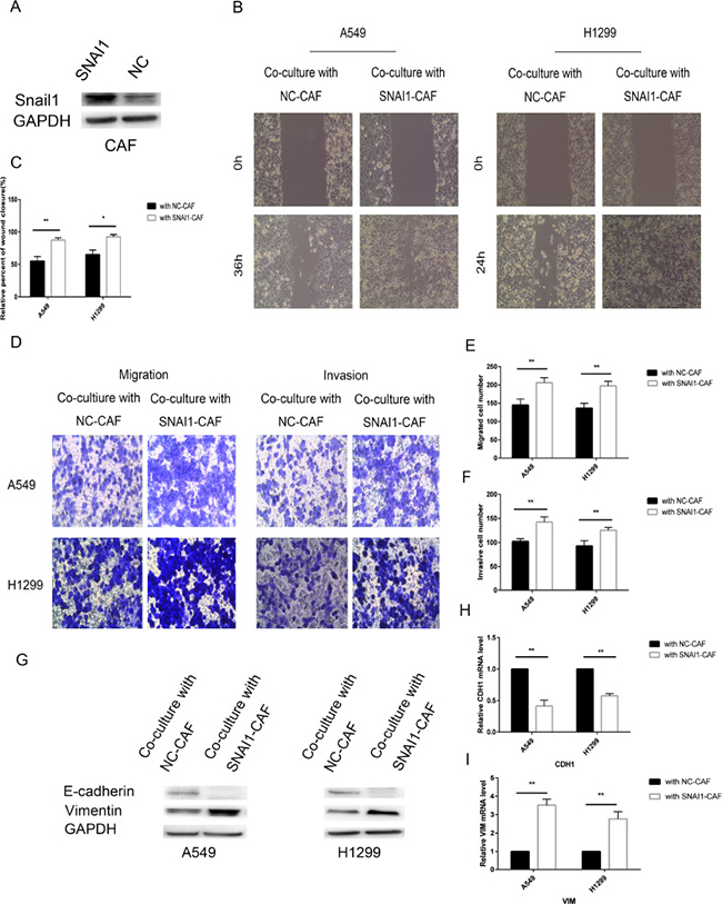 Snail1 promoted CAF regulation of lung cancer cells.