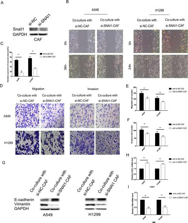 Knockdown of SNAI1 make CAF failed to induce EMT of lung cancer cells.
