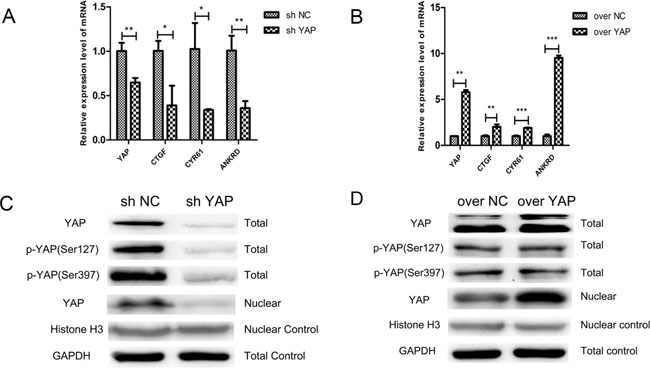 Knockdown and overexpression of YAP were generated in CAL27 cells.