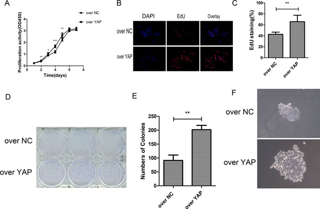 YAP overexpression promoted cells proliferation.