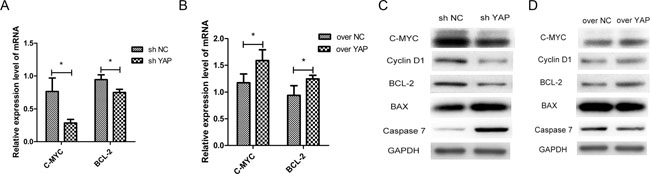 C-MYC and BCL-2 were the target genes of YAP-TEAD1 transcriptional active complex.