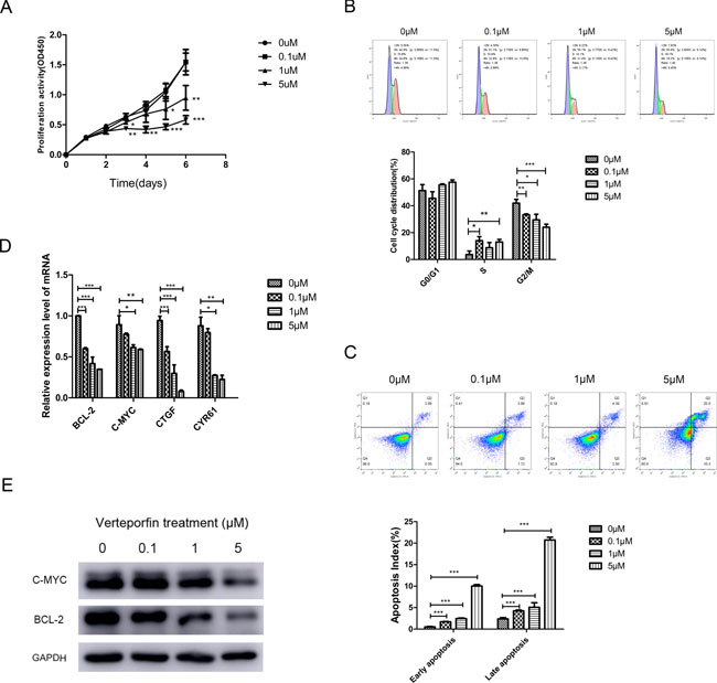 Verteporfin treatment inhibited the transcription of BCL-2 and C-MYC.