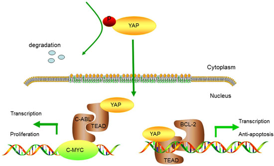 Hypothetical model of YAP-regulated tumorigenesis in OSCC.