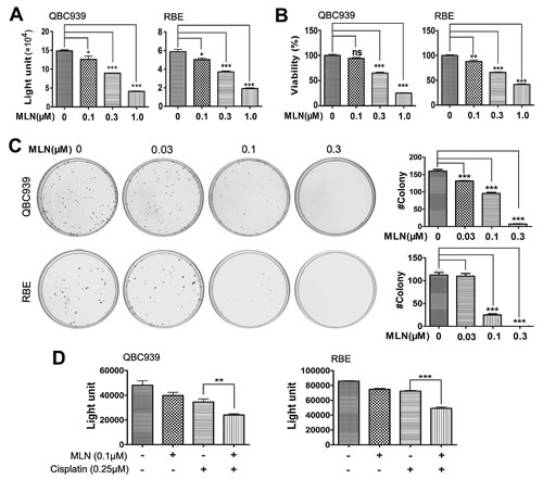 Effects of neddylation inactivation on the growth of cholangiocarcinoma cells.