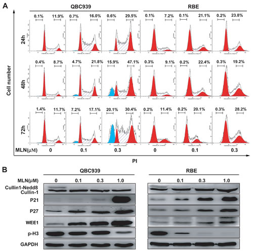 MLN4924 induced G2 cell cycle arrest and apoptosis in cholangiocarcinoma.