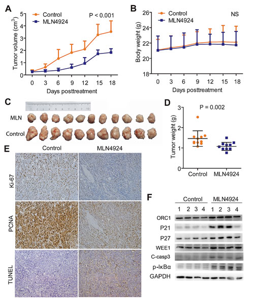 MLN4924 suppressed the growth of subcutaneous xenograft model of cholangiocarcinoma.