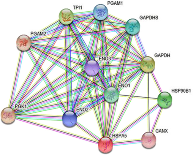 The related genes in a network of glucose metabolism, as predicted using the STRING network.