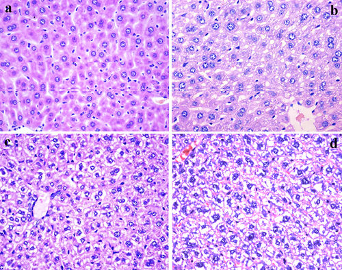 Histopathological changes in the liver at 42 days of experiment.